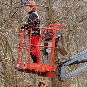 CJD Homburg übergibt gefällte Bäume an Neunkircher Zoo